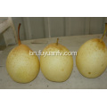 মিষ্টি তাজা YA PEAR